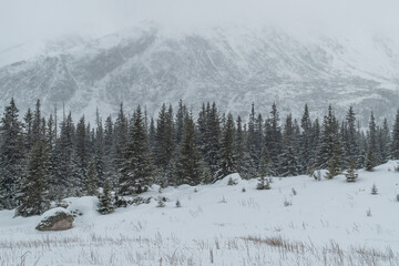 Spruce trees covered with snow on Tatra Mountains 