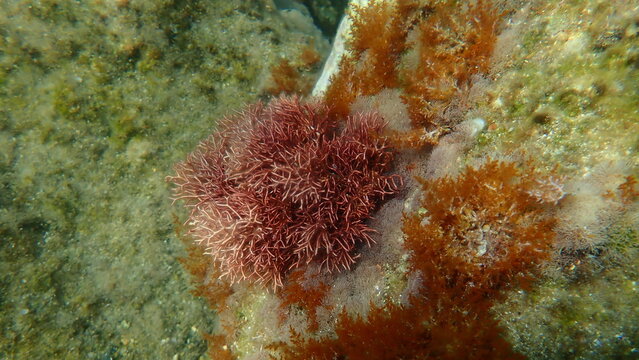 Red algae Amphiroa rigida undersea, Aegean Sea, Greece, Syros island