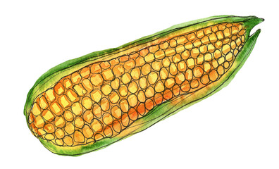 Corn on the cob painted in watercolor and isolated on a white background. Sketch style illustration