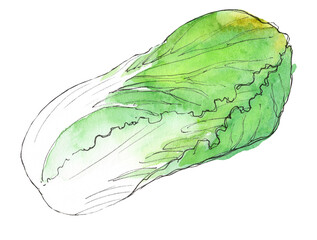 Chinese cabbage painted in watercolor and isolated on a white background. Sketch style illustration