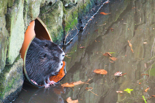 Biberratten 