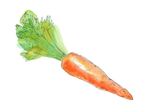 Orange carrot painted in watercolor and isolated on a white background. Sketch style illustration