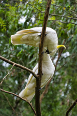 Two sulphur-crested cockatoos (Cacatua galería) courting in a forest in Victoria, Australia
