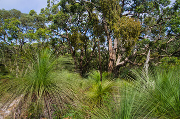  Large grass trees (Xanthorrhoea) and eucalyptus in Greensbush-Highfield,  Mornington Peninsula National Park, Victoria, Australia
