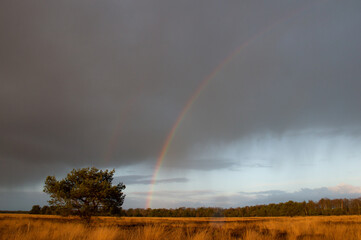 A colorful rainbow in a dark sky with a tree and a yellow looking meadow and a peace of blue sky in the background