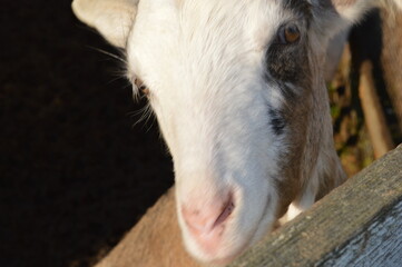 white goat, portrait of a goat