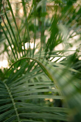 Cirrus palm. Close up of leaves. Background, texture. exotic plant. Nature, naturalness.