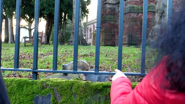 Handheld shot of rear side of woman with long hair putting almond nut on the metal fence rail for squirrel and pointing with finger at it until animal sees  the nut.