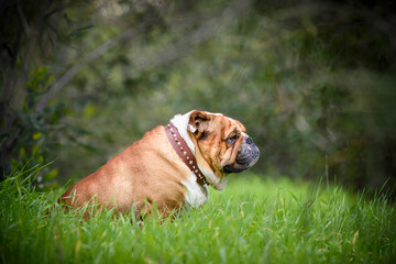 Outdoor portrait of English Bulldog,selective focus