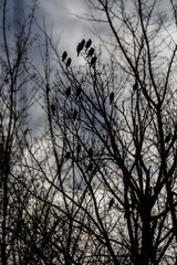 A flock of cormorants resting in a tree