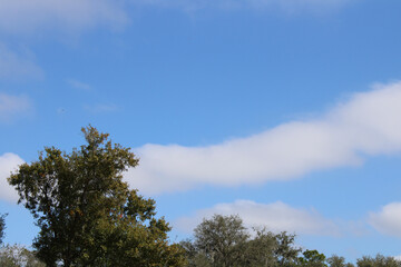 trees and sky