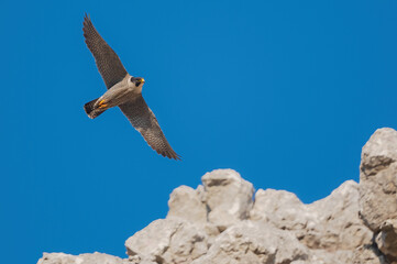 Falco peregrinus