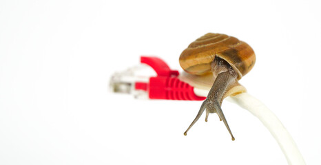 Snail on rj45 connector symbolic photo for slow internet connection. Delayed broadband connection.	