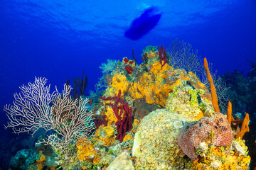 A healthy vibrant coral scene against the backdrop of the tropical blue Caribbean sea. The visibility of the water is so clear that the silhouette of a dive boat can be seen floating on the surface