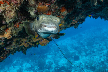A very happy looking puffer fish hangs out underneath a section of coral on a tropical reef in the...