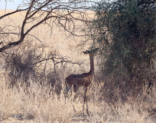African antelope gerenuk (Litocranius walleri)