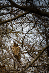 The owl resting on the branch of a tree
