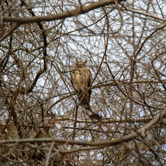 The owl resting on the branch of a tree