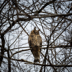 The owl resting on the branch of a tree