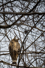 The owl resting on the branch of a tree