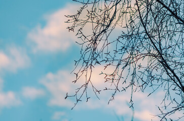 Branches of a tree in the pink sunset sky