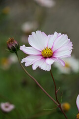 Obraz premium Cosmea
