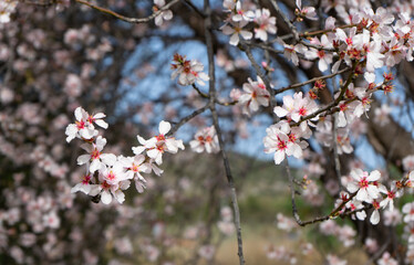 ABEJAS EN ALMENDRO EN FLOR EN PRIMAVERA