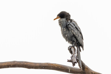 Obraz premium Reed Comorant against a white sky