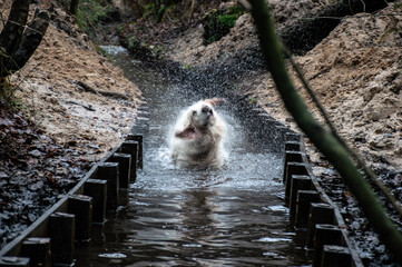 A dog in a little river shaking out. Her head turns around. The waterdrops fly all over.