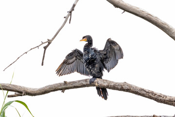 Reed Comorant against a white sky