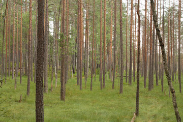 Fototapeta na wymiar Trunks of coniferous trees in the forest.