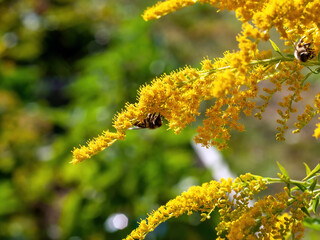 bee collects pollen on small yellow flowers