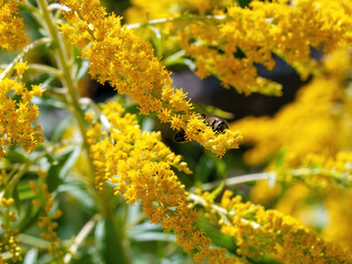bee collects pollen on small yellow flowers