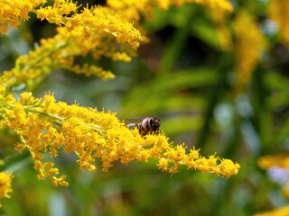 bee collects pollen on small yellow flowers