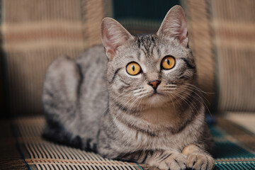 Black and white tabby cat with orange eyes. The cat is lying on a sofa or armchair.