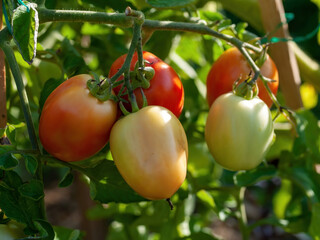 tomatoes ripen in the bed