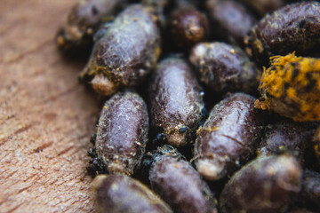 Close up of osmia rufa mason bee cocoons