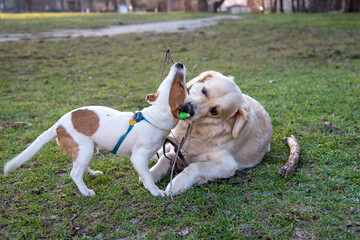 Golden retriever and Jack Russel terrier
