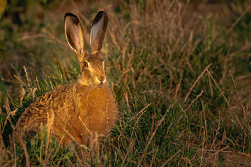 rabbit in the grass