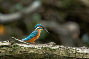 alcedo atthis