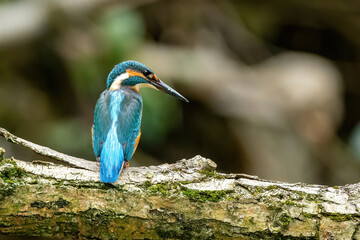 alcedo atthis