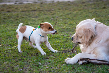 Golden retriever and Jack Russel terrier