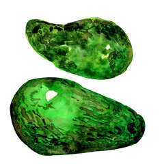 watercolor set two juicy whole green avocados