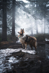 Dog Rough Collie standing proudly in dark cold foggy forest during winter in Jizerky mountain, Czech republic