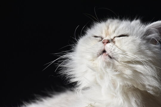 Chat persan