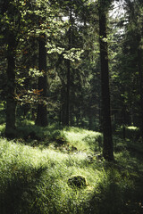 Sunlight in the green forest, spring time. Czech republic forests