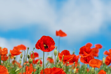 Red Poppy Flowers in wild nature on blue sky background, close-up. Beautiful wildflowers on green field in full bloom against sunlight. Wind sways poppies. Concept of Memorial Day, beauty of nature