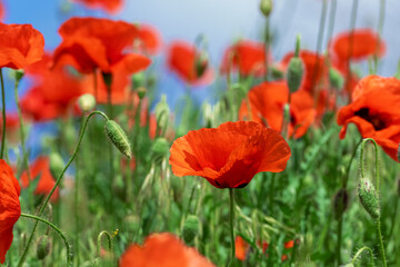 Red Poppy Flowers in wild nature on blue sky background, close-up. Beautiful wildflowers on green field in full bloom against sunlight. Wind sways poppies. Concept of Memorial Day, beauty of nature