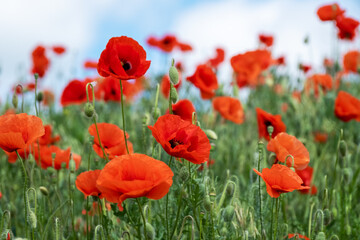 Red Poppy Flowers in wild nature on blue sky background, close-up. Beautiful wildflowers on green field in full bloom against sunlight. Wind sways poppies. Concept of Memorial Day, beauty of nature