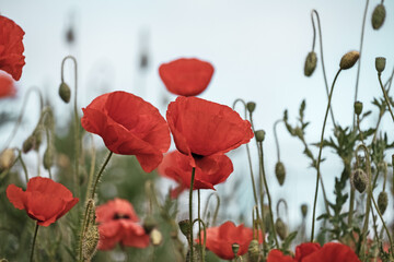 Obraz premium Red Poppy Flowers in wild nature on blue sky background, close-up. Beautiful wildflowers on green field in full bloom against sunlight. Wind sways poppies. Concept of Memorial Day, beauty of nature